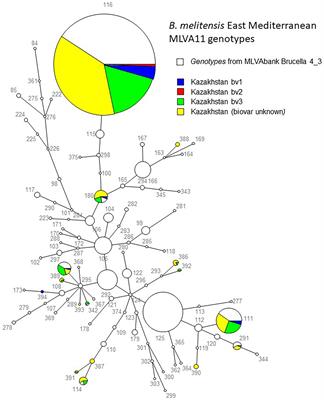 Genetic Diversity of Brucella melitensis in Kazakhstan in Relation to World-Wide Diversity